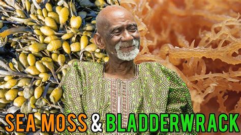 With the focus on health and wellness being something that has become increasingly monetized, these two have found a welcome return to the limelight. . Dr sebi sea moss and bladderwrack benefits
